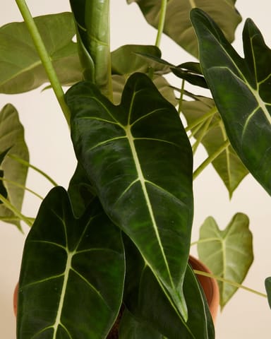 Alocasia Oreille d'éléphant Frydek