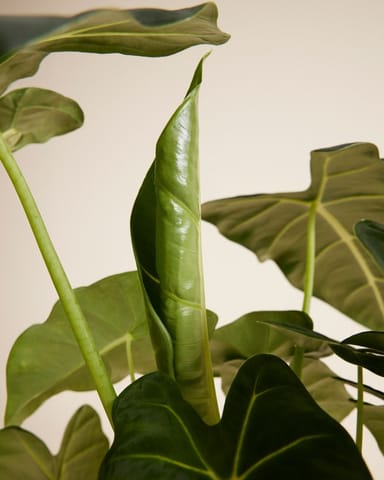Alocasia Oreille d'éléphant Frydek