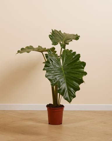 Alocasia Elephant Ears Portodora