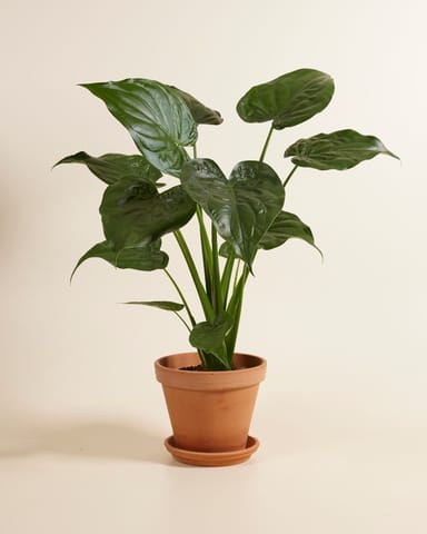Alocasia Oreille d'éléphant Cucullata