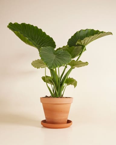 Alocasia Orecchie di Elefante Gageana