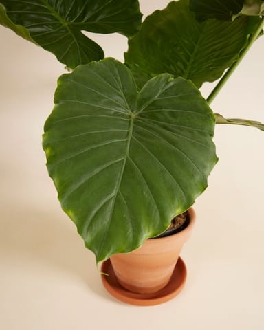 Alocasia Orecchie di Elefante Gageana
