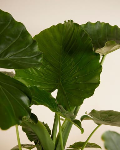 Alocasia Orecchie di Elefante Gageana