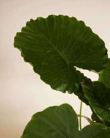 Alocasia Orecchie di Elefante Gageana