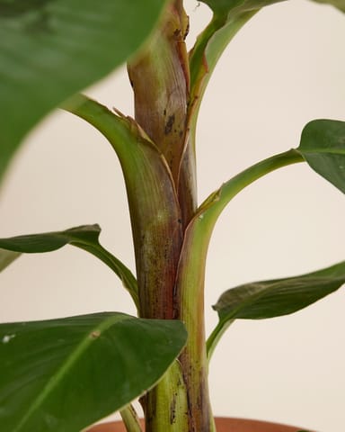 Musa Dwarf Cavendish Bananenpflanze  Bananenpflanze