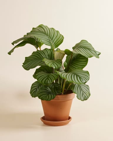 Calathea Pianta che si muove Orbifolia