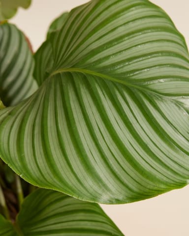 Calathea Pianta che si muove Orbifolia