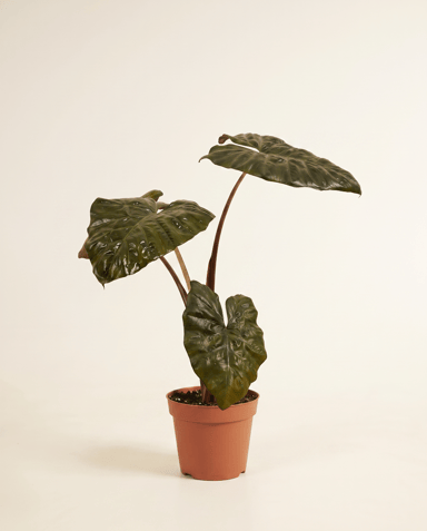 Alocasia Oreille d'éléphant Yucatan Princess