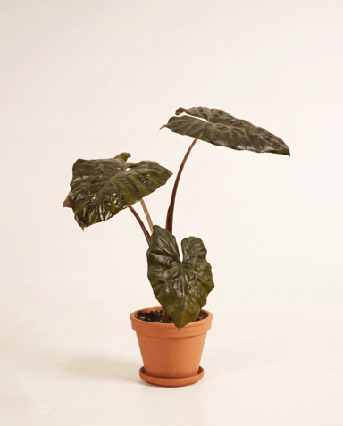 Alocasia Oreille d'éléphant Yucatan Princess