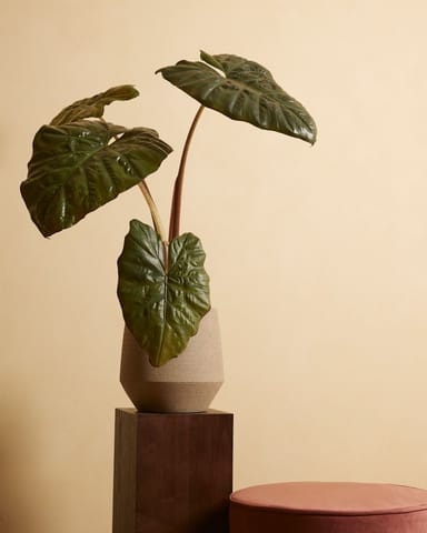 Alocasia Oreille d'éléphant Yucatan Princess