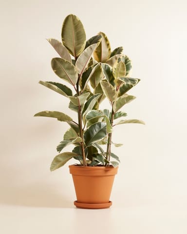 Ficus Rubber tree plant Tineke