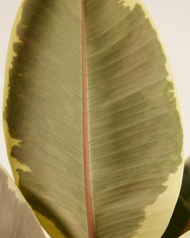 Ficus Rubber tree plant Tineke