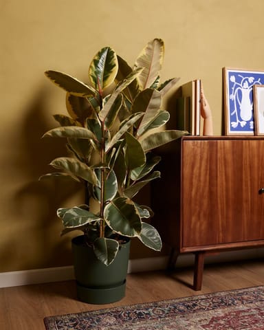 Ficus Rubber tree plant Tineke