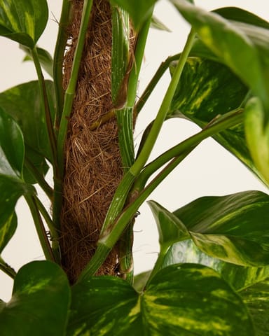Epipremnum Potos Scindapsus