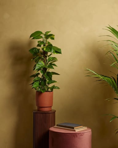 Epipremnum Potos Scindapsus