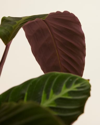 Calathea Prayer plant Warscewiczii