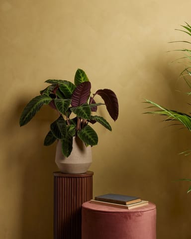 Calathea Prayer plant Warscewiczii