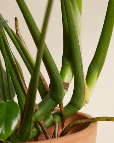 Monstera Deliciosa Swiss Cheese Plant