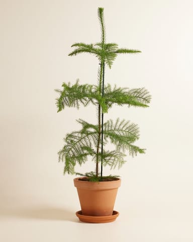 Araucaria Norfolk Island Pine Heterophylla