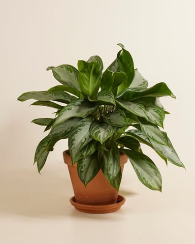 Aglaonema Aglaonème Aglaonème