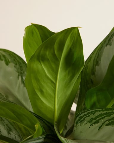 Aglaonema Aglaonème Aglaonème
