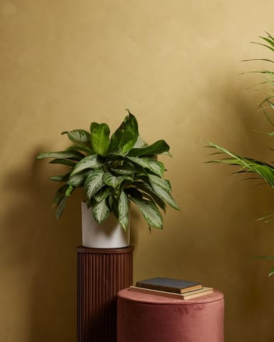 Aglaonema Aglaonème Aglaonème