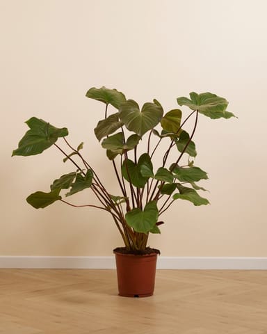 Homalomena Rubescens Maggy
