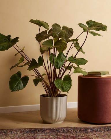Homalomena Rubescens Maggy