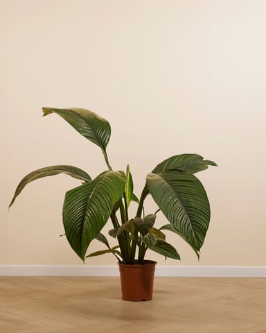 Spathiphyllum Fleur de lune Sensation