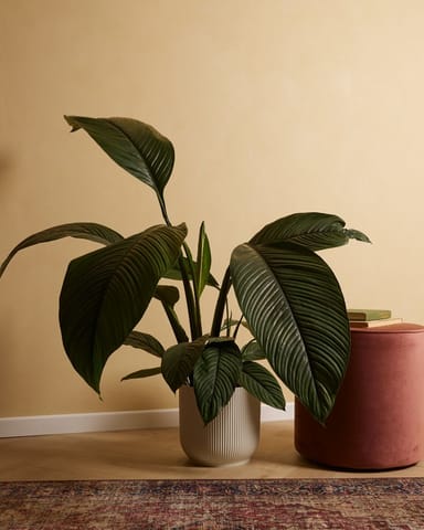 Spathiphyllum Fleur de lune Sensation