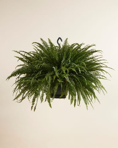 Nephrolepis Exaltata Green Lady