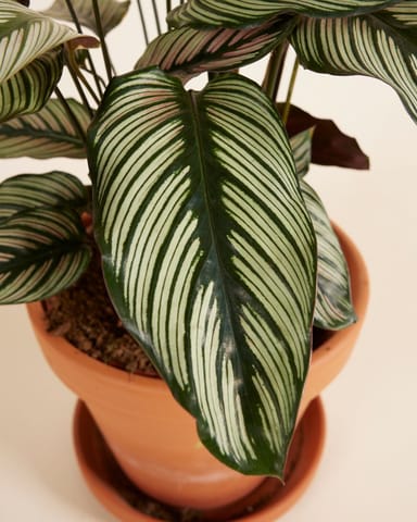 Calathea Pfeilwurze White Star