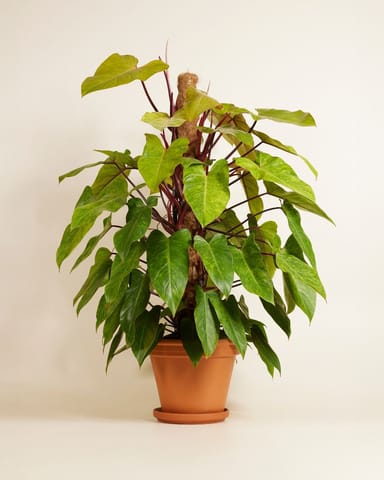 Philodendron Baumfreund Painted Lady