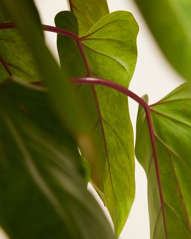 Philodendron Baumfreund Painted Lady