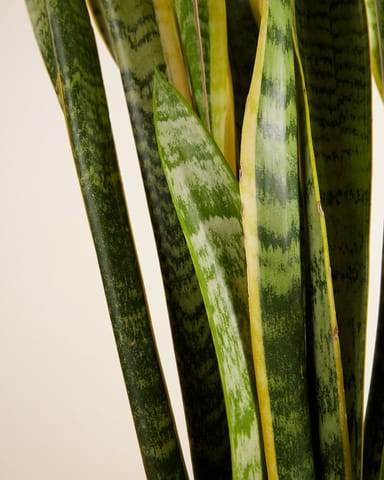 Sansevieria Laurentii