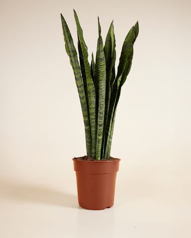 Sansevieria Zeylanica