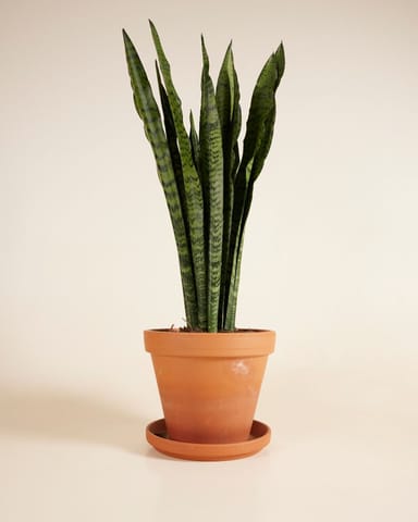 Sansevieria Zeylanica