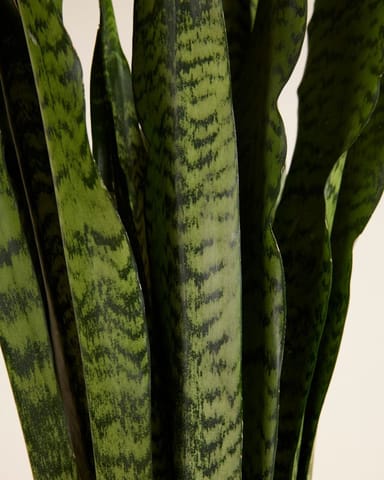 Sansevieria Zeylanica