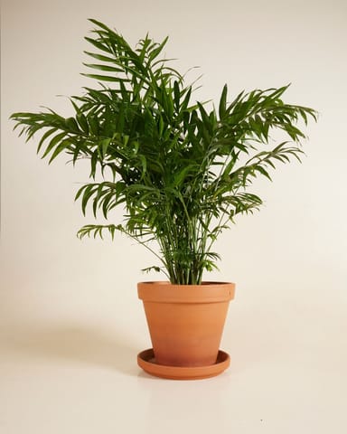 Chamaedorea Parlour Palm Elegans