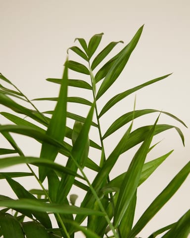 Chamaedorea Parlour Palm Elegans
