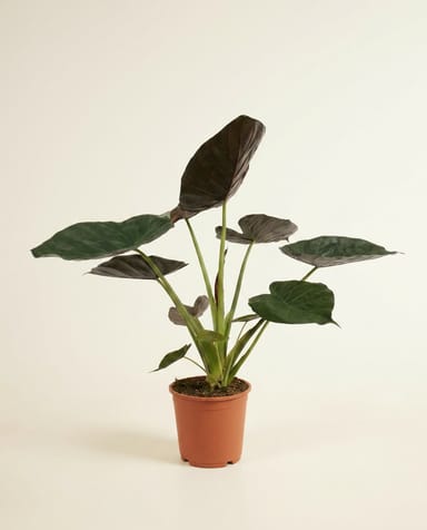 Alocasia Pfeilblätter Wentii