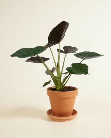 Alocasia Pfeilblätter Wentii