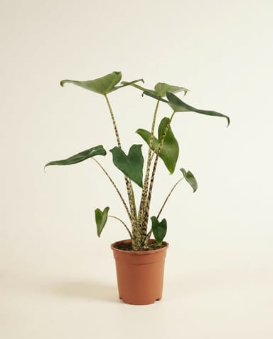 Alocasia Orecchie di elefante Zebrina