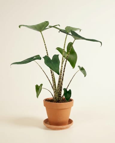 Alocasia Orecchie di elefante Zebrina