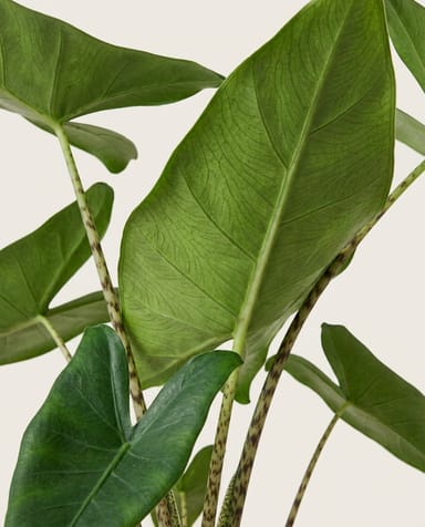 Alocasia Orecchie di elefante Zebrina