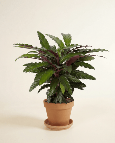 Calathea Korbmarante Wavestar