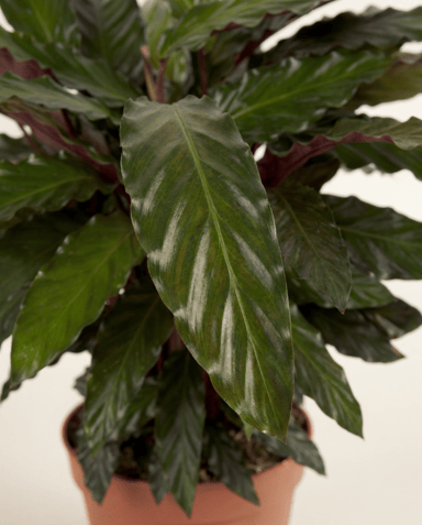 Calathea Korbmarante Wavestar