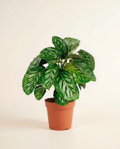 Calathea Prayer plant Flamestar