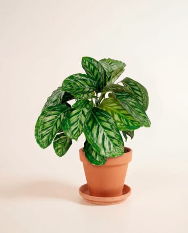 Calathea Prayer plant Flamestar