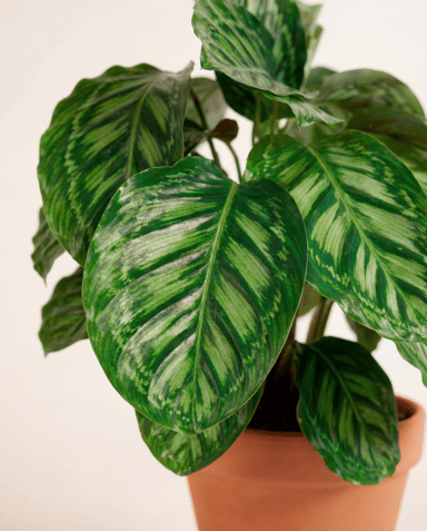 Calathea Prayer plant Flamestar